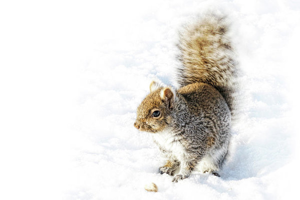 squirrel on the snow art print